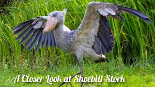 The Unusual Shoebill Stork A Delightfully Strange Bird in the Animal World [upl. by Cirde]