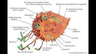 RETICULOENDOTHELIAL SYSTEM [upl. by Llevart]