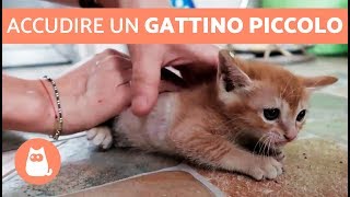 Accudire un GATTINO PICCOLO [upl. by Arquit612]