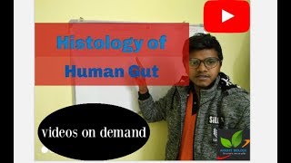 Histology of Human Gut [upl. by Anahpets]