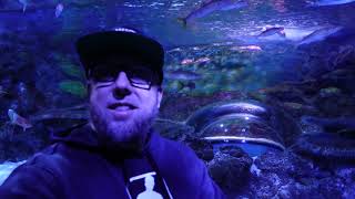 Good Size Sting Rays  Fluorescent Corals  Some Amazing Flashlight Fish  Aquarium At The Boardwalk [upl. by Zolner]