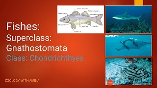 Fishes  Super class Gnathostomata  Class Chondrichthyes [upl. by Ploch923]