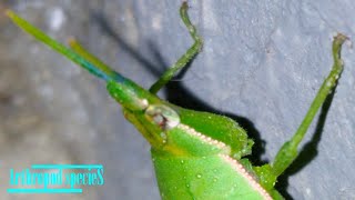 Insect Species  Shorthorned Grasshoppers  Oriental Longheaded Locust Acrida cinerea [upl. by Htederem911]