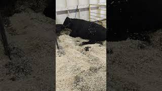 cow at Tanana valley state fair [upl. by Freida]