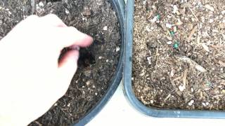 Planting Mexican Hawthorn Crataegus mexicana Seeds [upl. by Aleahc]