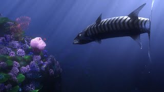 Barracuda Kills Coral Original [upl. by Merkle717]