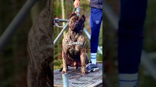 Top 3 Most Dangerous Dogs in the World🌍 [upl. by Aniakudo]