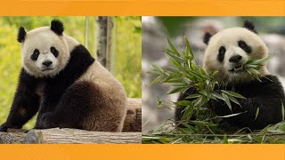 WATCH LIVE Pandas Return To DC 🐼 [upl. by Rabbi37]