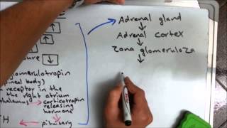 Aldosterone hormone [upl. by Harlow196]