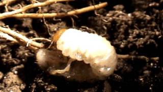 A white grub or June beetle larva video by B M Drees [upl. by Gnoht]