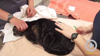 How to Give Subcutaneous Fluids to Your Pet [upl. by Atoel]