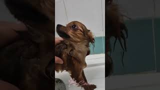 Cake fa il bagnoCute Pomeranian Takes a Bath🚿 cucciolopomeranianpuppypuppypets spitz dogfunny [upl. by Bang]