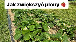 Jak zwiększyć plony truskawek 🍓☀️💦 [upl. by Jolyn]