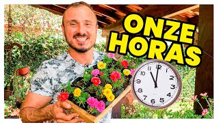 TUDO SOBRE AS ONZE HORAS [upl. by Atneuqal206]