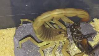 Hottentotta Tamulus Indian Red Scorpion 🦂 Feeding 🦂 [upl. by Omar131]