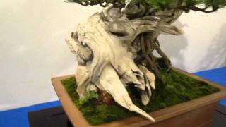 Noelanders Trophy 2012 Bonsai Exhibition Trees Part 1 [upl. by Akierdna]