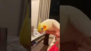 Quand ton oiseau calopsita essaie de chanter la Famille Addams singingcockatiel [upl. by Eelrac]