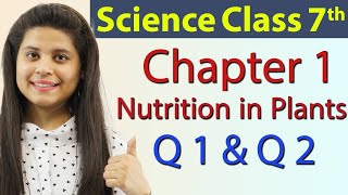 Q1 amp Q2  Nutrition in Plants  Class 7 NCERT  Science Class 7th [upl. by Leile725]