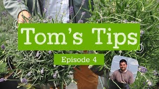 Toms Tips 4  Lavandula Hidcote Blue  Greenwood Plants [upl. by Heimer]