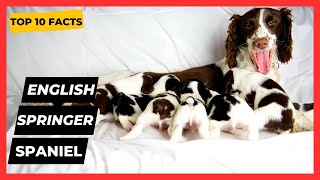 English Springer Spaniel TOP 1O FACTS amp 👉  MOST POPULAR Springer Spaniel Questions ANSWERED [upl. by Josy]