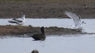 Little Gulls Crossens Inner [upl. by Howell]