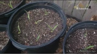 PSA Rollie Pollies Eat Plants And summertime chores in the garden 😊 [upl. by Moclam]