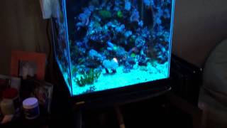 37 gallon column w diy sump reef system explained [upl. by Valley732]