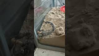 Fat tail scorpion eating mealworm reels pets exoticpets scorpio [upl. by Nythsa]