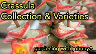 Crassula Collection Species and Varieties Update  A Detailed Tour [upl. by Ocnarf]