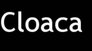 How to Pronounce Cloaca [upl. by Keri]