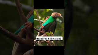 Beautifull bird talking birds sound youtubeshorts shorts [upl. by Golliner]