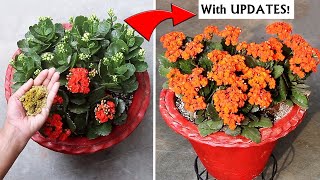 Watch How To Get TONS of FLOWERS On Kalanchoe [upl. by Ymia772]