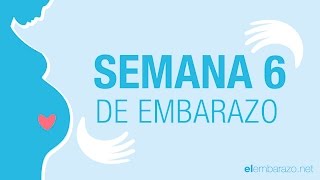 Semana 6 de embarazo  6 semanas de embarazo  El embarazo semana a semana [upl. by Noicpecnoc]