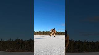 Ice Fishing Largemouth Bass Southern Maine Sabbathday Lake shorts [upl. by Nwahsek]