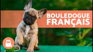 BOULEDOGUE FRANÇAIS 🐶 Origine Caractéristiques Caractère et Soins [upl. by Octavius]