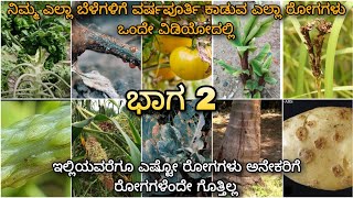 All plant diseases in 1 video  ಬದಲಾಗುತ್ತಿರುವ ಹವಾಮಾನ ಪರಿಸ್ಥಿತಿಯಲ್ಲಿ ಕಾಡುವ ರೋಗಗಳ ಬಗ್ಗೆ ಮಾಹಿತಿ part 2 [upl. by O'Reilly]