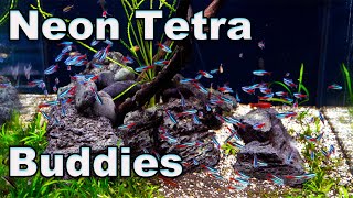 Neon Tetra Buddies Good Tank Mates for Your Neons and a word of caution [upl. by Jary430]