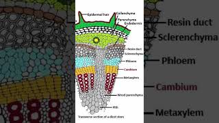 Endarch and Exarch  Protoxylem and Metaxylem xylem11and12 phloem [upl. by Llenrag]