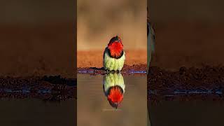 Black Collared Barbet Drinking Water barbet bird blackcollared drink water nature see HA86196 [upl. by Hudson]