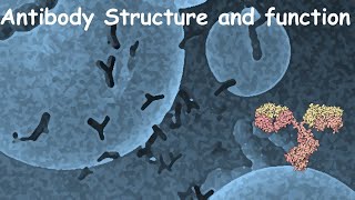 Antibody structure and function [upl. by Fisch447]