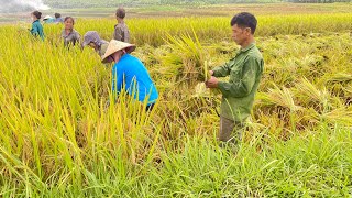 Harvesting Fresh Golden Rice Fields in the Village quotwater rice traditionalquot [upl. by Lipkin3]