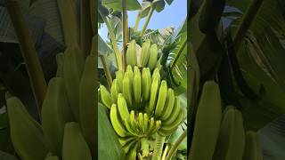 🍌Where Do Bananas Come From tropicalgarden banana floridagardening youtubeshorts [upl. by Zanahs566]