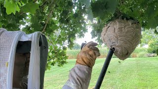 Angry and AGGRESSIVE Bald Faced Hornet Nest Removal  Wasp Nest Removal hornetking fyp viral [upl. by Stasny933]