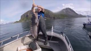 Monster Wolf Fish  Norway  XLyngen  Anglers World [upl. by Reckford]