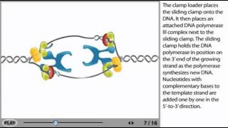 DNA Replication Animation  initiation elongation and termination [upl. by Alieka421]