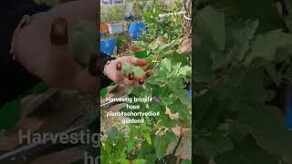 brinjil harvestig my plast🍆garden flute music 👍like share subscribr my chainel [upl. by Eiggem]