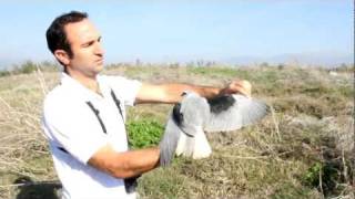 Black shouldered kite hula Valley [upl. by Ardme]