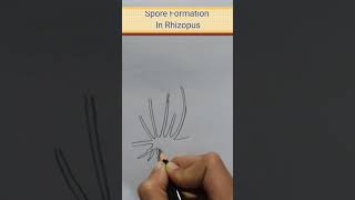 Diagram Of Spore Formation In Rhizopus In 30 SecondsClass 10 Biology Important Diagrams science [upl. by Marlee]