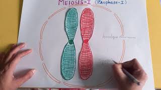 PROPHASE I OF MEIOSIS I  synapsissynaptonemal complexbivalenttetrad chiasmataCELL DIVISION [upl. by Yeffej]