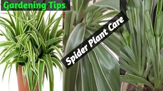 Gardening  Spider Plant Care  Gardening Tips  SimpleLifeofDebismita [upl. by Anot111]